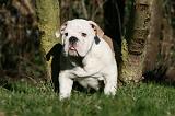 BULLDOG ANGLAIS 091